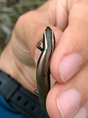 Plestiodon brevirostris