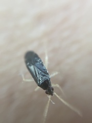 Phylus coryli