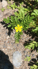 Potentilla supina