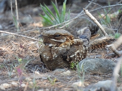 Caprimulgus ruficollis
