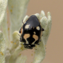 Hippodamia apicalis