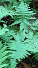 Phegopteris connectilis
