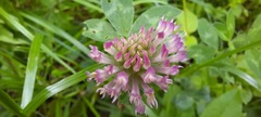 Trifolium pratense