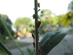 Uroleucon rudbeckiae