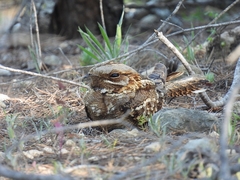 Caprimulgus ruficollis