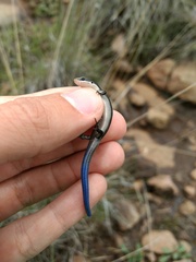 Plestiodon brevirostris