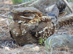 Caprimulgus ruficollis
