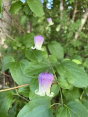 Clematis reticulata