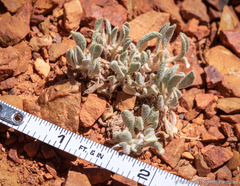 Eriogonum rosense
