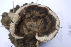 Polyporales