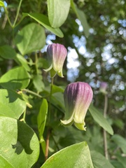 Clematis reticulata