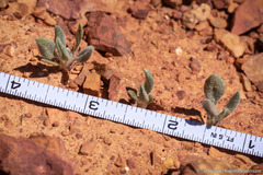 Eriogonum rosense