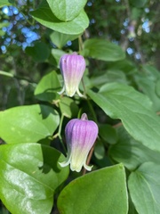 Clematis reticulata