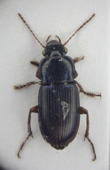 Harpalus affinis