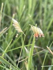 Bouteloua dactyloides