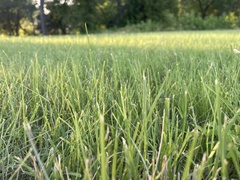 Bouteloua dactyloides