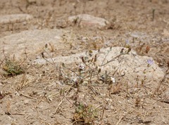 Lessingia tenuis