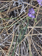 Hydrophyllum alpestre