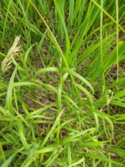 Lysimachia quadriflora