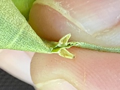 Caryomyia striolata
