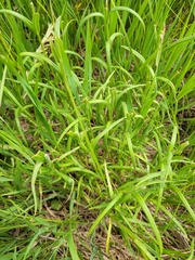 Lysimachia quadriflora