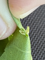 Caryomyia striolata