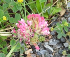 Anthyllis vulneraria iberica