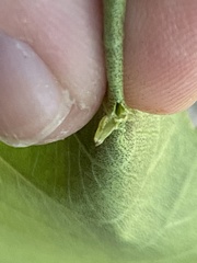 Caryomyia striolata
