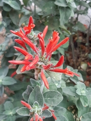 Epilobium canum