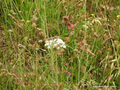 Daucus carota gummifer
