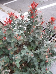 Epilobium canum