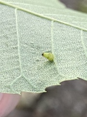 Caryomyia striolata
