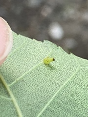 Caryomyia striolata