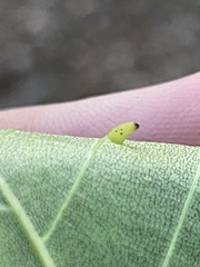 Caryomyia striolata