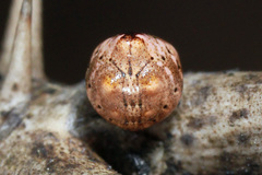 Phoroncidia americana