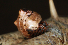 Phoroncidia americana