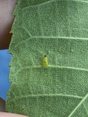 Caryomyia striolata