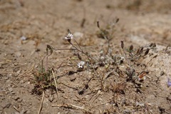 Lessingia tenuis