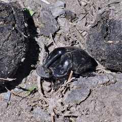 Sulcophanaeus batesi