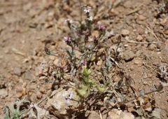 Lessingia tenuis