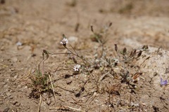 Lessingia tenuis