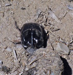 Sulcophanaeus batesi