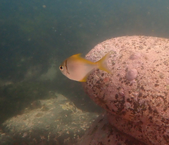 Schuettea scalaripinnis