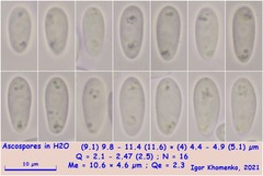 Hymenoscyphus imberbis