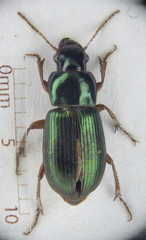 Harpalus affinis
