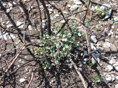 Image of Mimosa zygophylla by (c) Leticia Jiménez Hernández, some rights reserved (CC BY-SA)