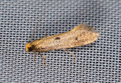 Tinea trinotella