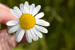 Tripleurospermum inodorum