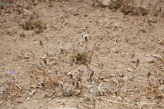 Lessingia tenuis