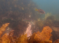 Stethojulis interrupta